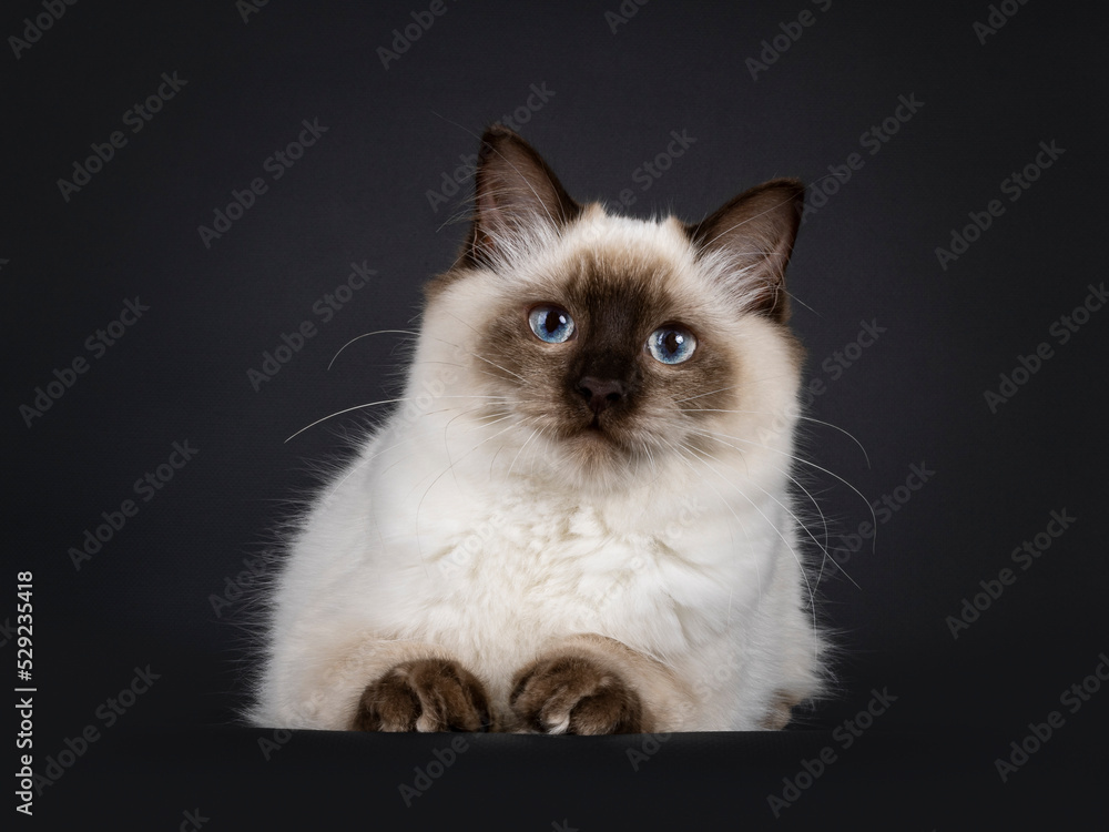 Fluffy young seal point ragdoll cat, laying down facing front. Looking straight to camera with light blue eyes. Isolated on a black background.