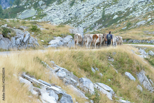 Cattle drive in the mountains, ticino photo