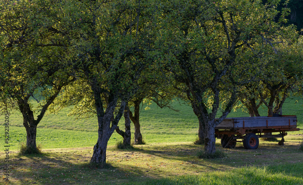 Fototapeta premium Apple trees with old tumbril in evening backlight