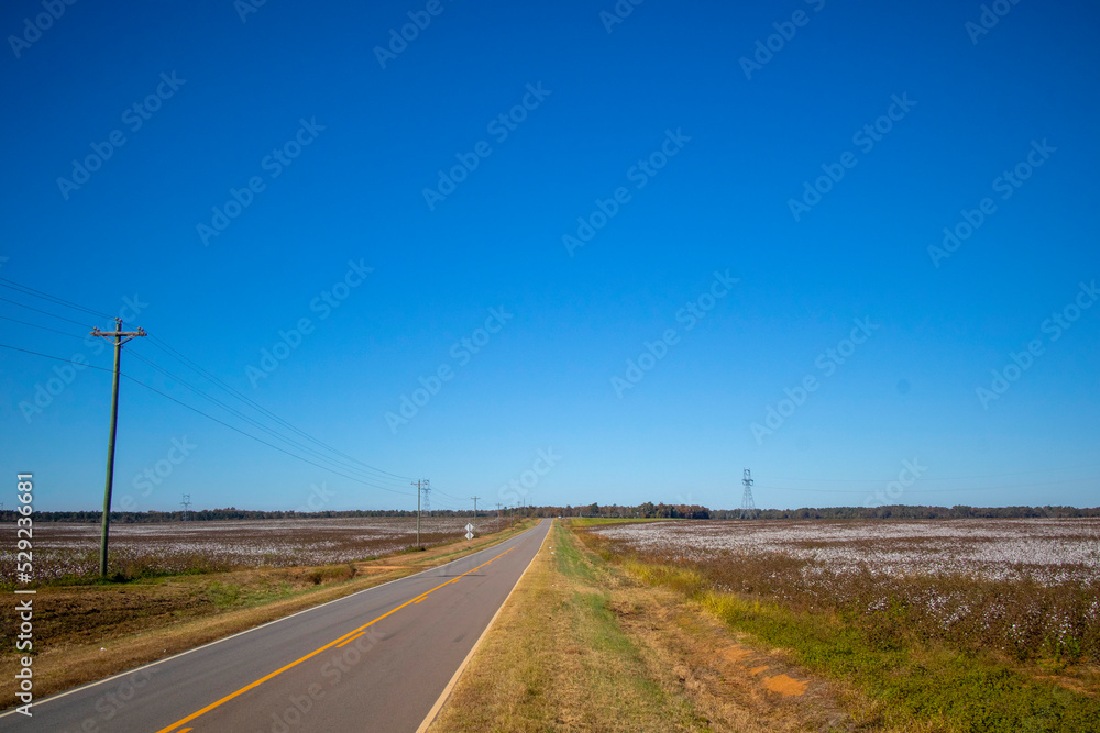 Rural highway Fields of cotton on a farm in rural south Georgia clear blue sky