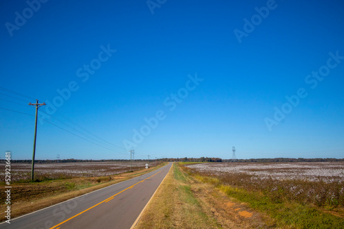 Rural highway Fields of cotton on a farm in rural south Georgia clear blue sky © billtster