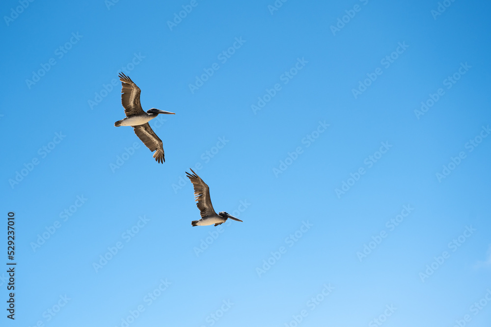two pelicans flying through blue sky in their typical way. two pelicans flying through blue sky in their typical way.