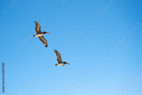 two pelicans flying through blue sky in their typical way.