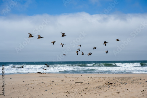 A large group of pelicans flies over the beach along the surf in bright sunshine