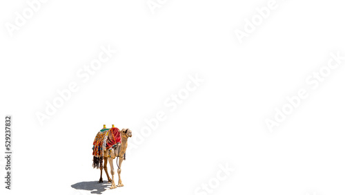 An Egyptian Camel