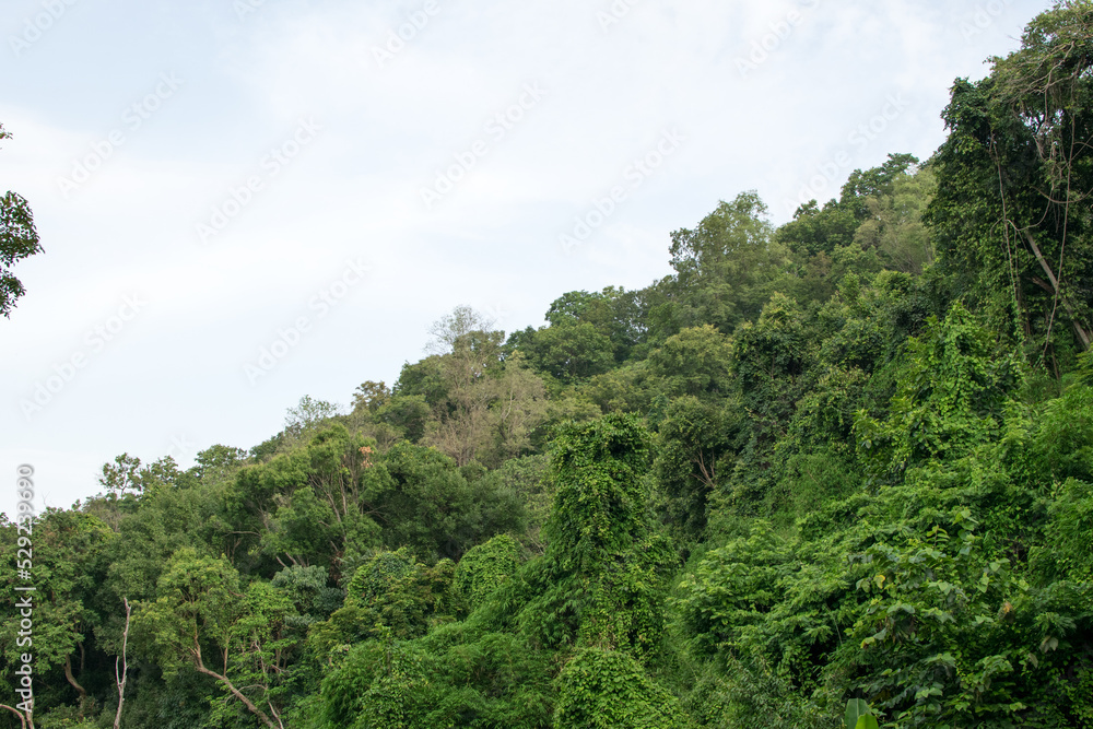 The green forest on the mountain widens the scenery of the forest. The green forest on the mountain widens the scenery of the forest.