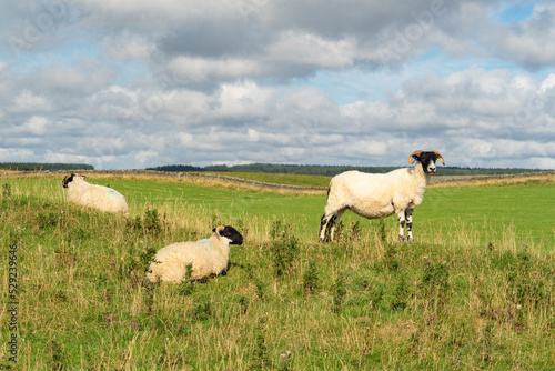 Black Faced ewe with lambs in Northumberland countryside