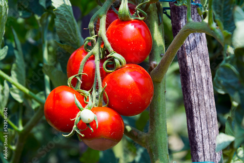 Tomatos are ripening in a summer garden photo