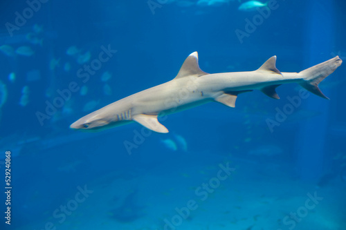 Fotografie, Obraz White tip reef shark