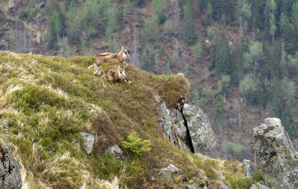 Chamois family on rocks in the Western Tatras. Chamois family on rocks in the Western Tatras.