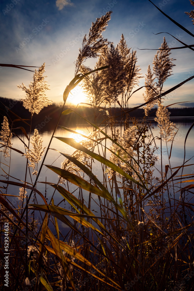 Obraz premium Schilf an einem See bei Sonnenuntergang 