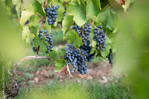 Des grappes de raisins dans une vigne du beaujolais avant les vendanges. 