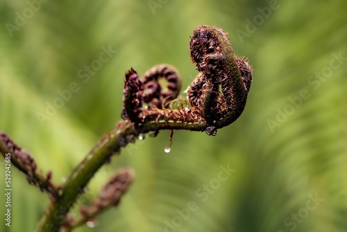 Selective focus shot of wet ponga fern photo