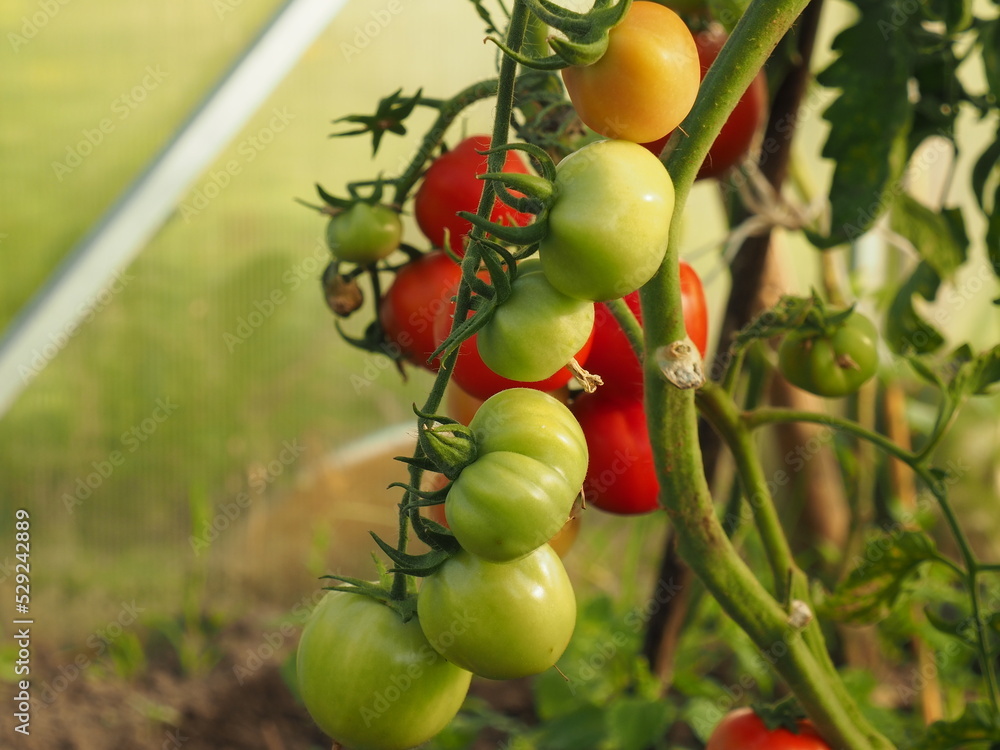 Tomatoes bunch in greenhouse. Tomatoes on a branch. Growing tomatoes in a greenhouse