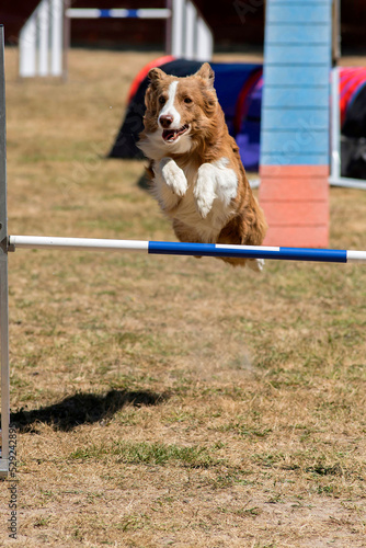 border collie en agility