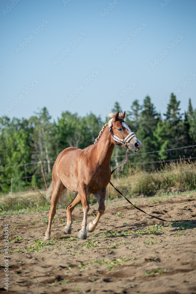 Chestnut quarter horse lunging outside in summer paddock.