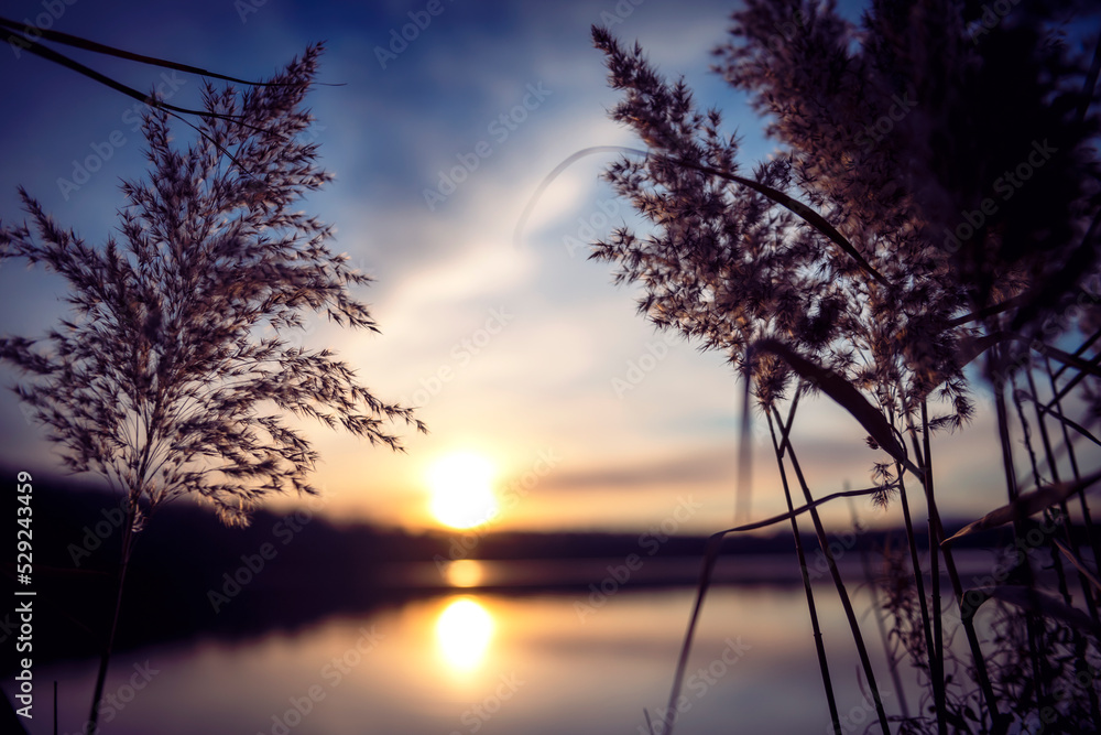 Schilf am See bei Sonnenuntergang