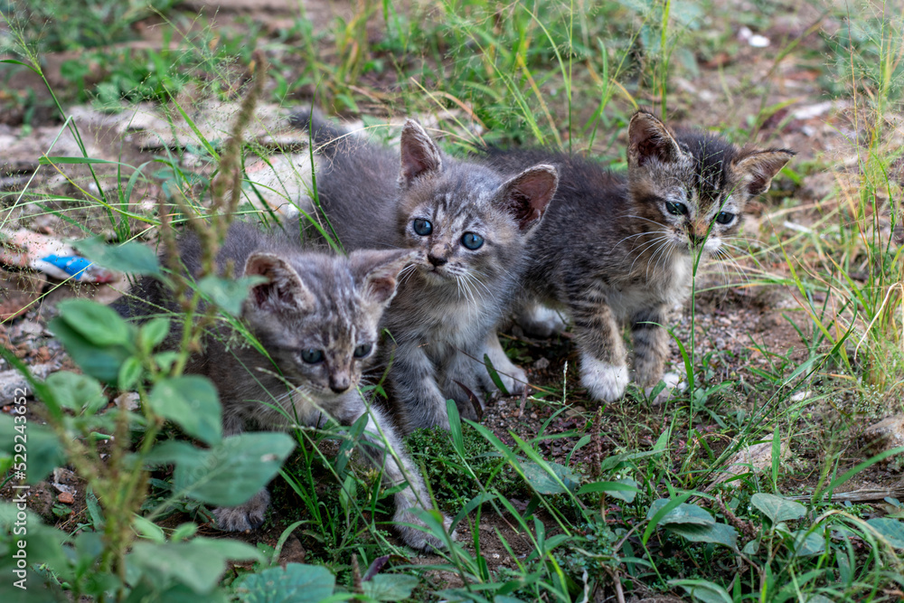 Obraz premium The kitten is playing in the open space