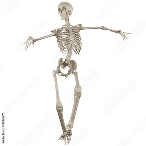 skeleton posing 3d render  © dada_design