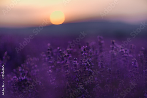 Blooming lavender in a field at sunset in Provence. Fantastic summer mood, floral sunset landscape of meadow lavender flowers. Peaceful bright and relaxing nature scenery.