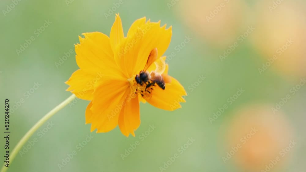Bee collecting nectar on yellow flower in the nature Bee collecting nectar on yellow flower in the nature
