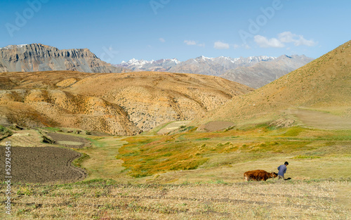 Man leads cow across undulating landscape with Himalayas as backdrop under blue sky. Komic, India. photo