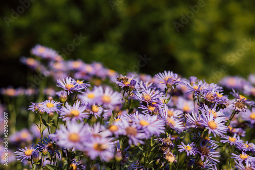 Purple and purple flowers with a yellow middle in the summer season photo