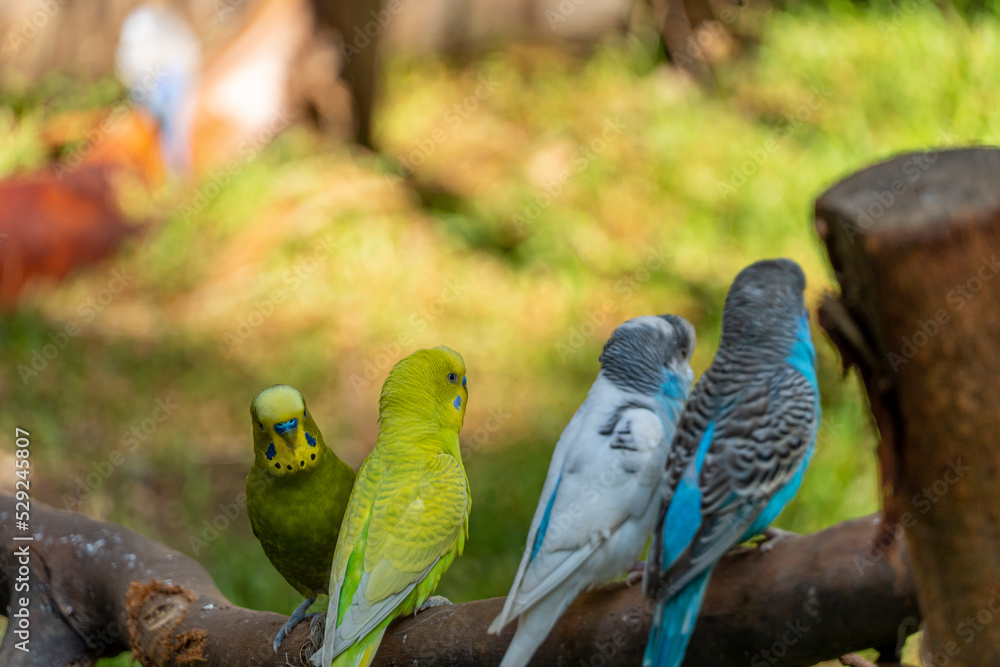 Obraz premium Melopsittacus undulatus, parakeet bird eating seeds standing on a wire, background with bokeh, beautiful colorful bird, mexico