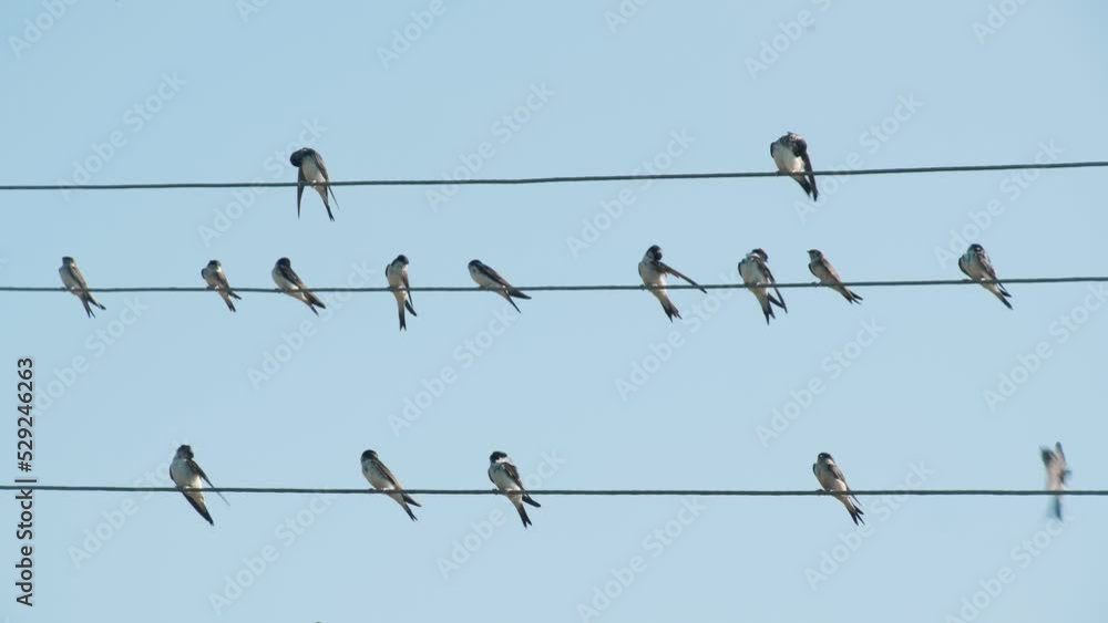 Flock of feathered swallows or swifts sitting on electric wires against a blue sky background. Concept of wildlife Flock of feathered swallows or swifts sitting on electric wires against a blue sky background. Concept of wildlife