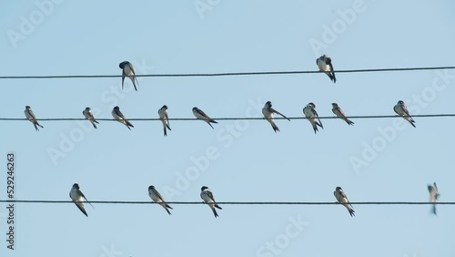 Flock of feathered swallows or swifts sitting on electric wires against a blue sky background. Concept of wildlife
