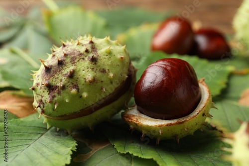 Horse chestnuts in husk and leaves on table, closeup
