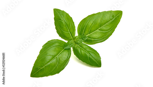 Fresh basil leaf, isolated on white background, close up. Basil herb.