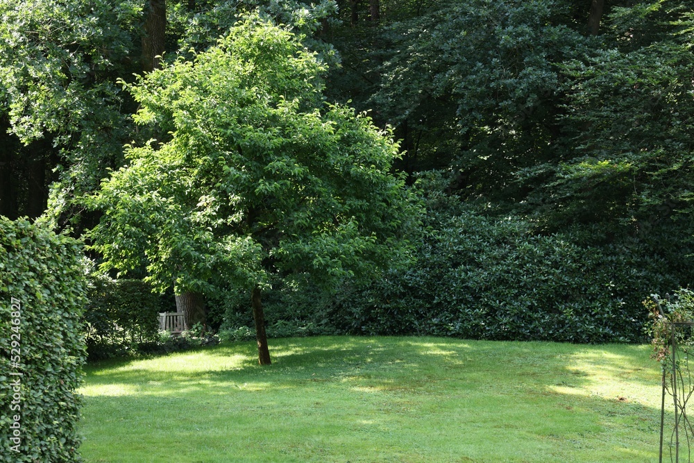 Naklejka premium Beautiful lawn with green grass and bushes outdoors