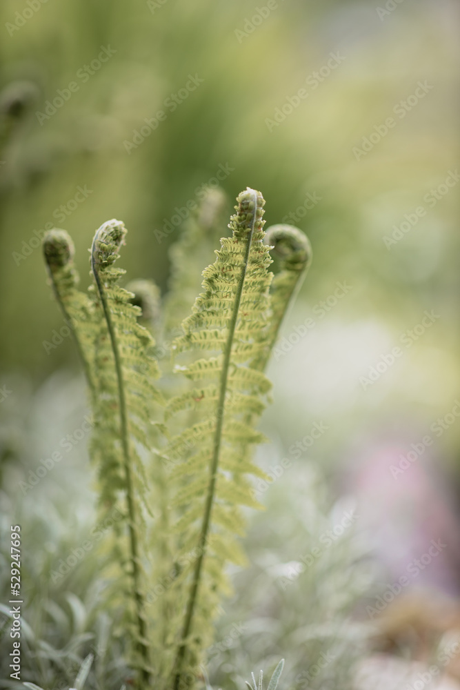 Garden fern in the spring in the background of a green garden