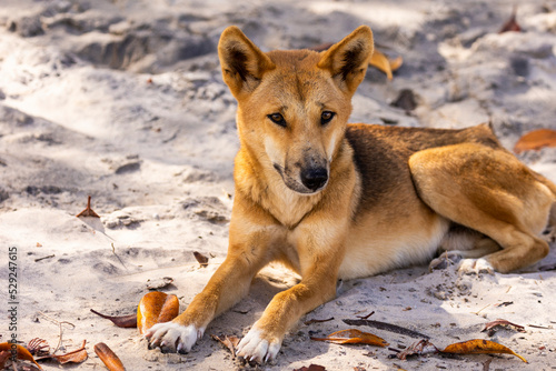 Wild dingo sits on the beach