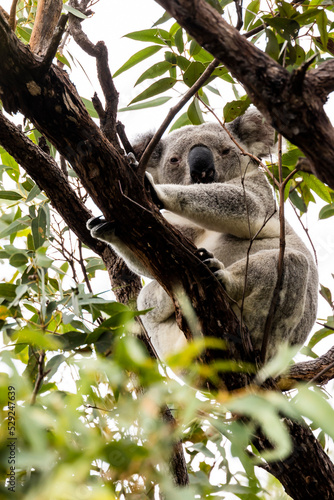 Photography Koala sits in Eucalyptus tree on Magnetic Island, Australia