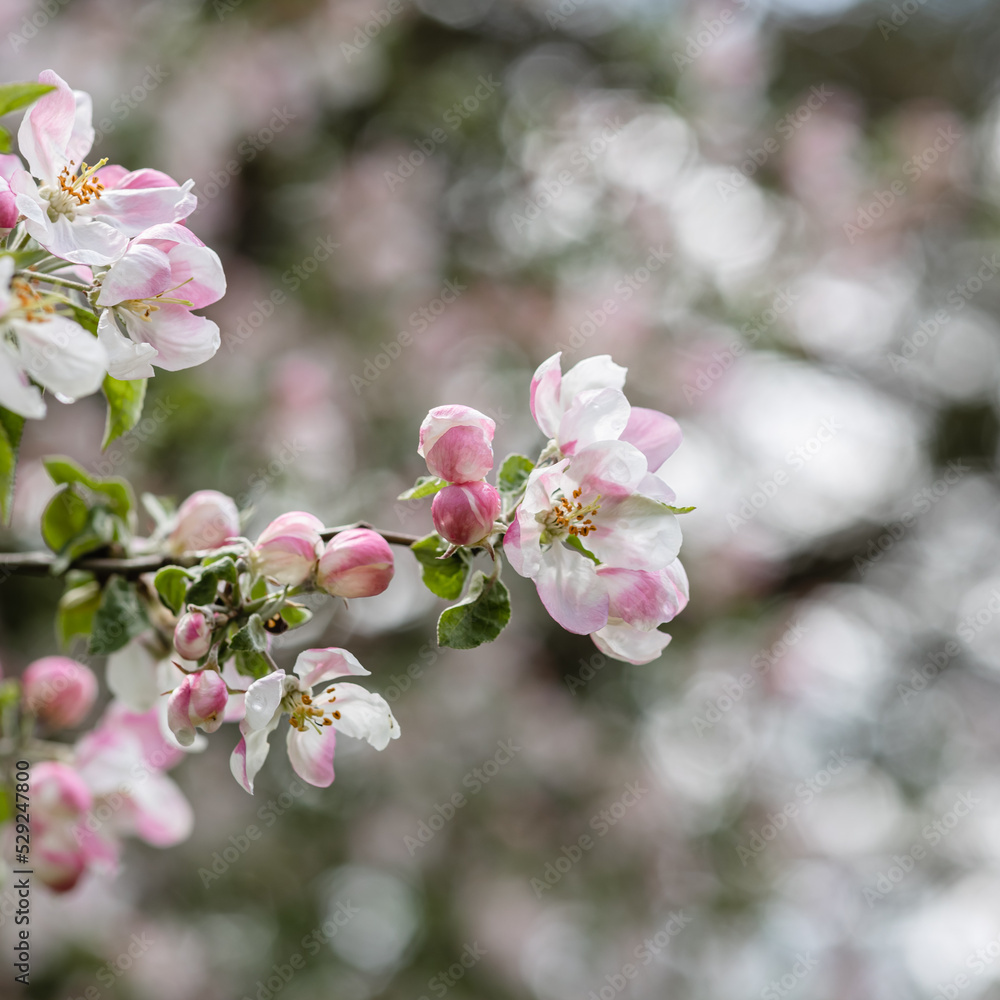Soft pink apple blossoms in spring Soft pink apple blossoms in spring
