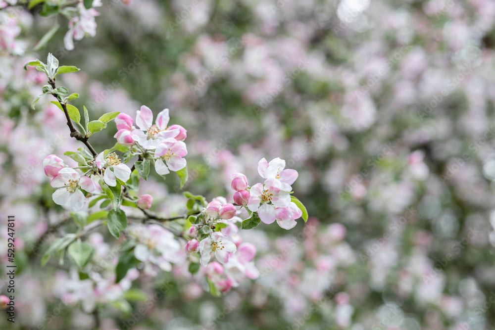 Soft pink apple blossoms in spring