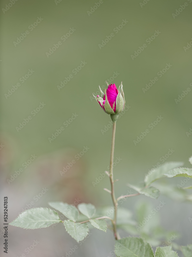 A pink rose bud on a green background