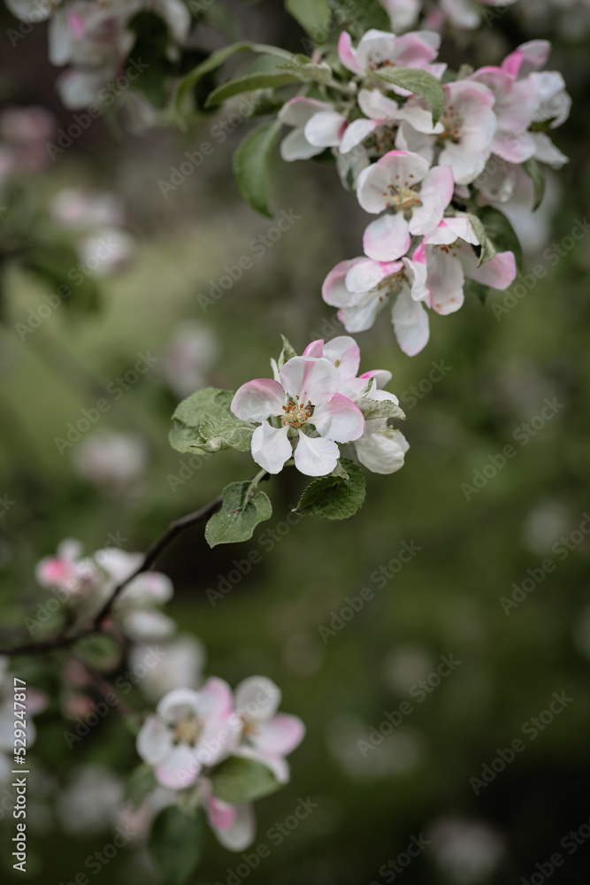Soft pink apple blossoms on a green garden background