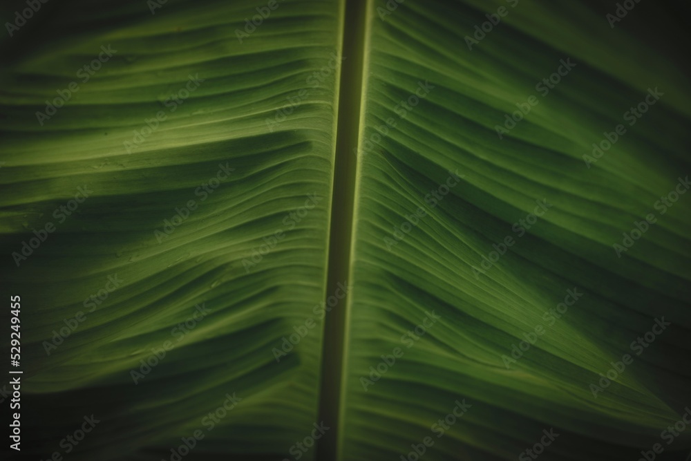 green leaf background green leaf background