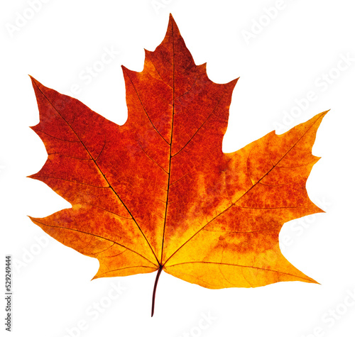 Obraz na plátně Colorful autumn maple leaf cut out