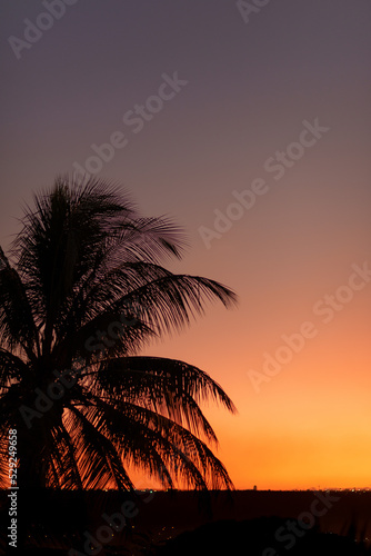 pink sky at the sunset with palmtree
