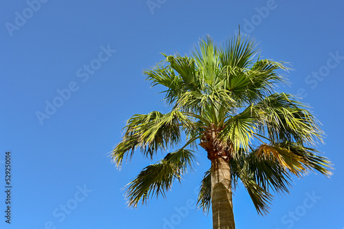Palm tree isolated against a clear blue sky. No people. Copy space.