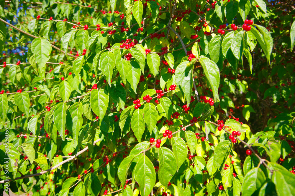 An ornamental garden shrub with bright small red berries.