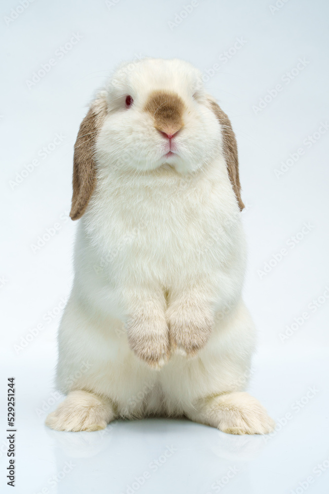 beautiful white rabbit sits on a white background beautiful white rabbit sits on a white background