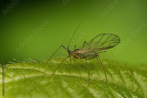 Macro shot of sitobion fragariae (blackberry-grass aphid) on green leaf photo