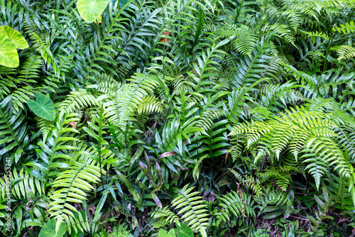 Topical fern is very beautiful plant in the forest.