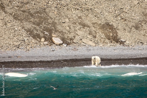 Foto Polar bear hunting white beluga whales