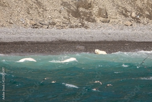 Foto Polar bear stalking beluga whales
